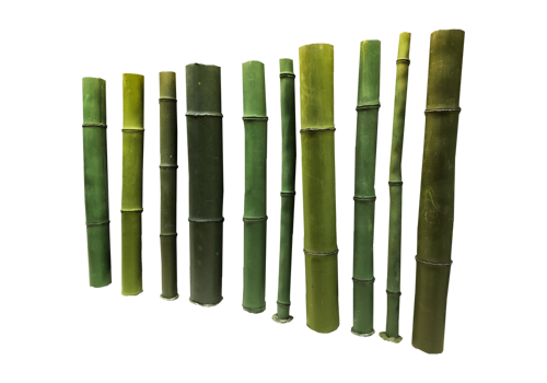 D 7 - Bamboo Standing logs